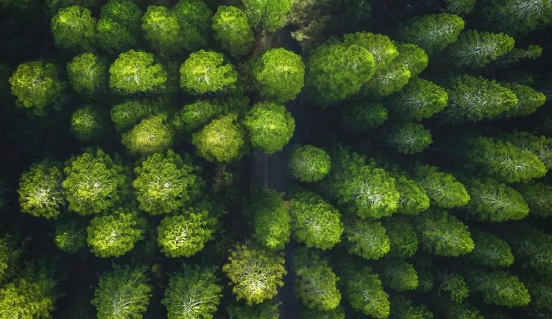 思嘉“樹”度 | 踐行綠色發展理念，厚植生態文明新底色